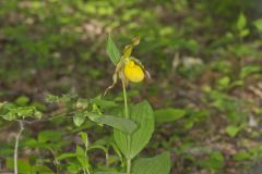 Greater Yellow Lady's Slipper, Cypripedium parviflorum var. pubescens