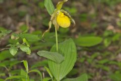 Greater Yellow Lady's Slipper, Cypripedium parviflorum var. pubescens