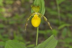 Greater Yellow Lady's Slipper, Cypripedium parviflorum var. pubescens