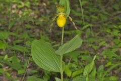 Greater Yellow Lady's Slipper, Cypripedium parviflorum var. pubescens