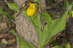 Greater Yellow Lady's Slipper, Cypripedium parviflorum var. pubescens