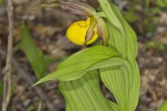 Greater Yellow Lady's Slipper, Cypripedium parviflorum var. pubescens