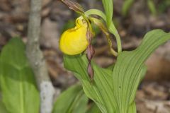 Greater Yellow Lady's Slipper, Cypripedium parviflorum var. pubescens