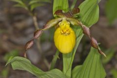 Greater Yellow Lady's Slipper, Cypripedium parviflorum var. pubescens