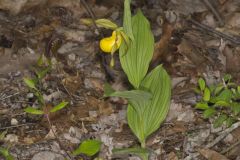 Greater Yellow Lady's Slipper, Cypripedium parviflorum var. pubescens