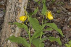 Greater Yellow Lady's Slipper, Cypripedium parviflorum var. pubescens