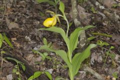 Greater Yellow Lady's Slipper, Cypripedium parviflorum var. pubescens