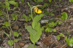 Greater Yellow Lady's Slipper, Cypripedium parviflorum var. pubescens