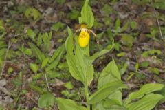 Greater Yellow Lady's Slipper, Cypripedium parviflorum var. pubescens