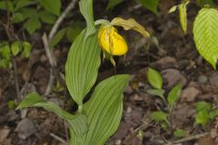 Greater Yellow Lady's Slipper, Cypripedium parviflorum var. pubescens