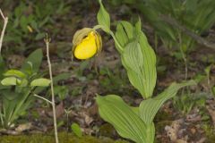 Greater Yellow Lady's Slipper, Cypripedium parviflorum var. pubescens