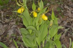 Greater Yellow Lady's Slipper, Cypripedium parviflorum var. pubescens