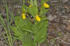 Greater Yellow Lady's Slipper, Cypripedium parviflorum var. pubescens