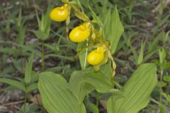 Greater Yellow Lady's Slipper, Cypripedium parviflorum var. pubescens