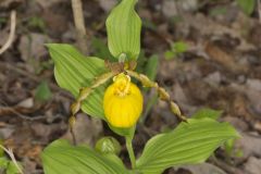 Greater Yellow Lady's Slipper, Cypripedium parviflorum var. pubescens