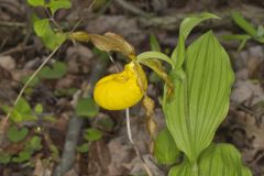 Greater Yellow Lady's Slipper, Cypripedium parviflorum var. pubescens