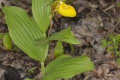 Greater Yellow Lady's Slipper, Cypripedium parviflorum var. pubescens