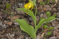 Greater Yellow Lady's Slipper, Cypripedium parviflorum var. pubescens