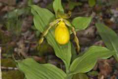 Greater Yellow Lady's Slipper, Cypripedium parviflorum var. pubescens