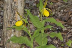 Greater Yellow Lady's Slipper, Cypripedium parviflorum var. pubescens