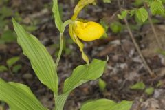 Greater Yellow Lady's Slipper, Cypripedium parviflorum var. pubescens