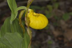 Greater Yellow Lady's Slipper, Cypripedium parviflorum var. pubescens