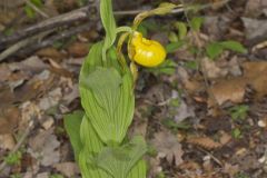 Greater Yellow Lady's Slipper, Cypripedium parviflorum var. pubescens