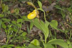 Greater Yellow Lady's Slipper, Cypripedium parviflorum var. pubescens