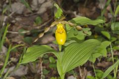 Greater Yellow Lady's Slipper, Cypripedium parviflorum var. pubescens