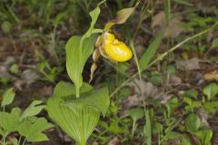 Greater Yellow Lady's Slipper, Cypripedium parviflorum var. pubescens