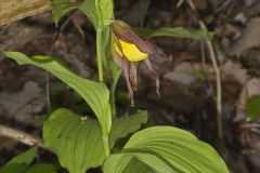 Greater Yellow Lady's Slipper, Cypripedium parviflorum var. pubescens