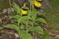 Greater Yellow Lady's Slipper, Cypripedium parviflorum var. pubescens