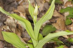 Greater Yellow Lady's Slipper, Cypripedium parviflorum var. pubescens