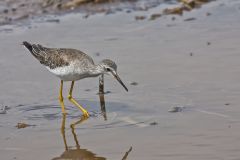 Greater Yellowlegs, Tringa melanoleuca