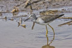 Greater Yellowlegs, Tringa melanoleuca