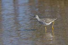 Greater Yellowlegs, Tringa melanoleuca