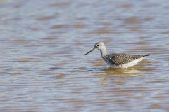 Greater Yellowlegs, Tringa melanoleuca