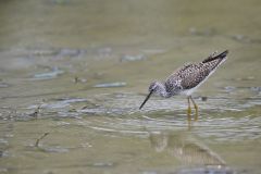 Greater Yellowlegs, Tringa melanoleuca