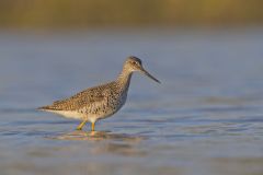 Greater Yellowlegs, Tringa melanoleuca