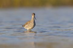 Greater Yellowlegs, Tringa melanoleuca