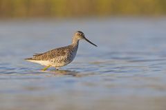 Greater Yellowlegs, Tringa melanoleuca