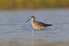 Greater Yellowlegs, Tringa melanoleuca