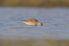 Greater Yellowlegs, Tringa melanoleuca