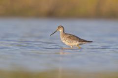 Greater Yellowlegs, Tringa melanoleuca