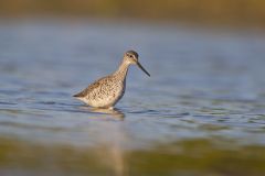 Greater Yellowlegs, Tringa melanoleuca