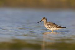 Greater Yellowlegs, Tringa melanoleuca