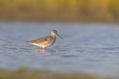 Greater Yellowlegs, Tringa melanoleuca