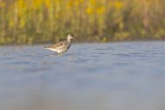 Greater Yellowlegs, Tringa melanoleuca