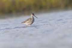 Greater Yellowlegs, Tringa melanoleuca