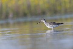 Greater Yellowlegs, Tringa melanoleuca